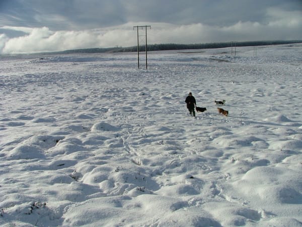 Richard and the dogs snap into action
