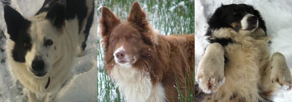 Maddie, Cliff and Nell in snow